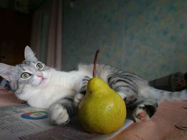 Кошиная жесть