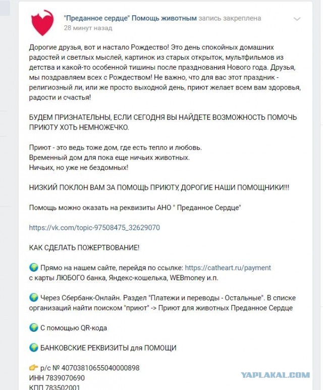 Помогите вернуть кота! Приют "Преданное сердце" украл кота и не отдает!-2