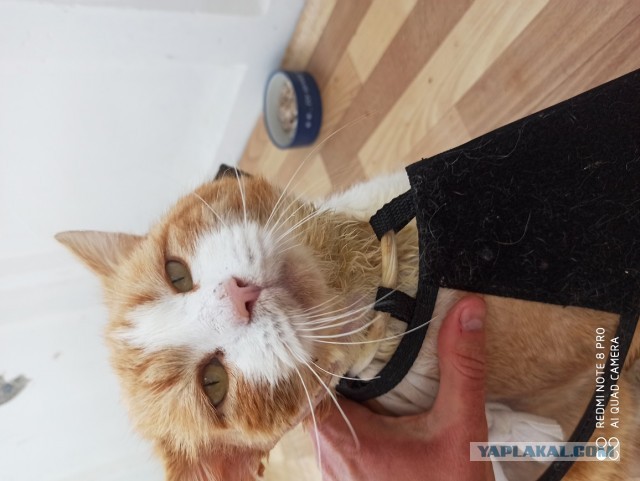 Помогите научить кота срать в лоток