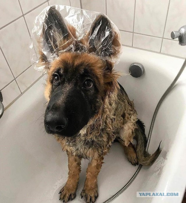 Эти забавные животные