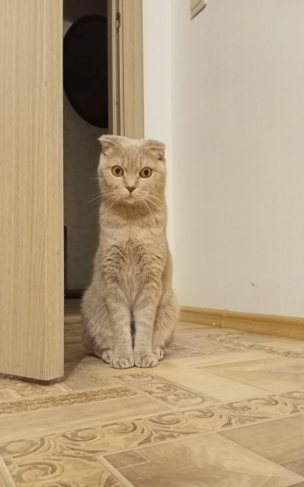 Котовторник 13.10.2020