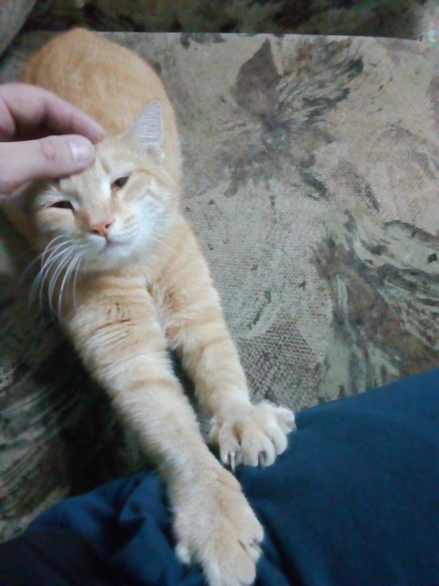 Последние котики февраля.