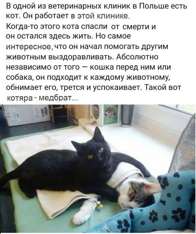 Картинки с котами и про котов