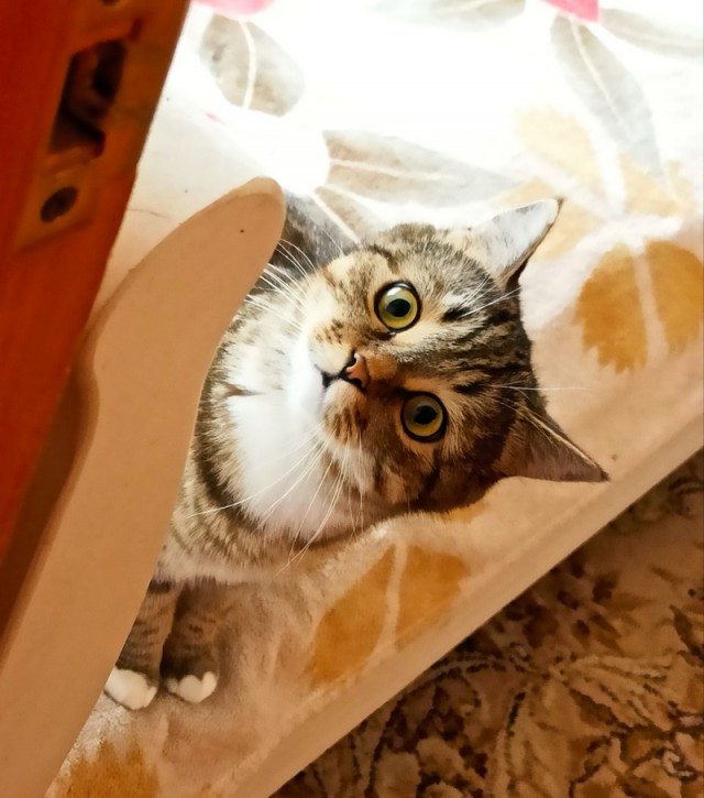 Калейдоскоп картинок