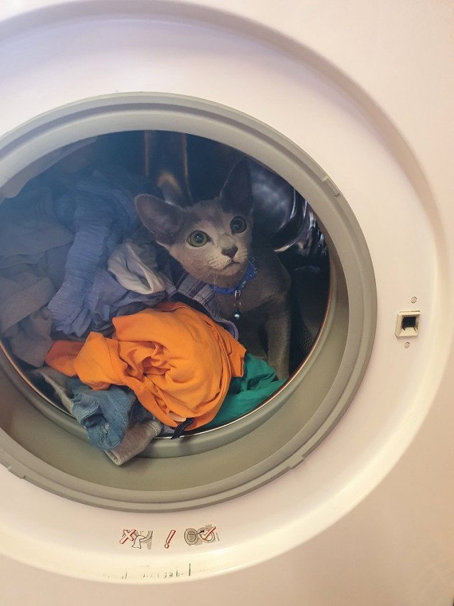 Хоба! Котовторник!