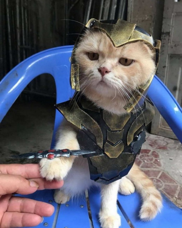 Разные котики