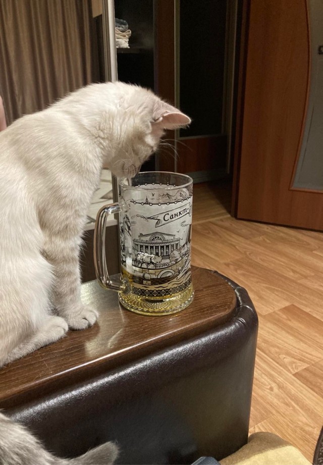 В котовторник у меня кот породы собутыльник
