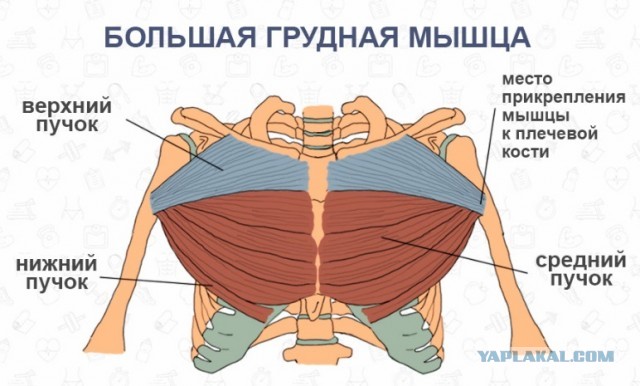 Примите новенького