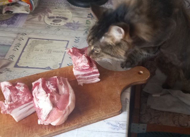 Солнце котовторника уже встало, Господа!