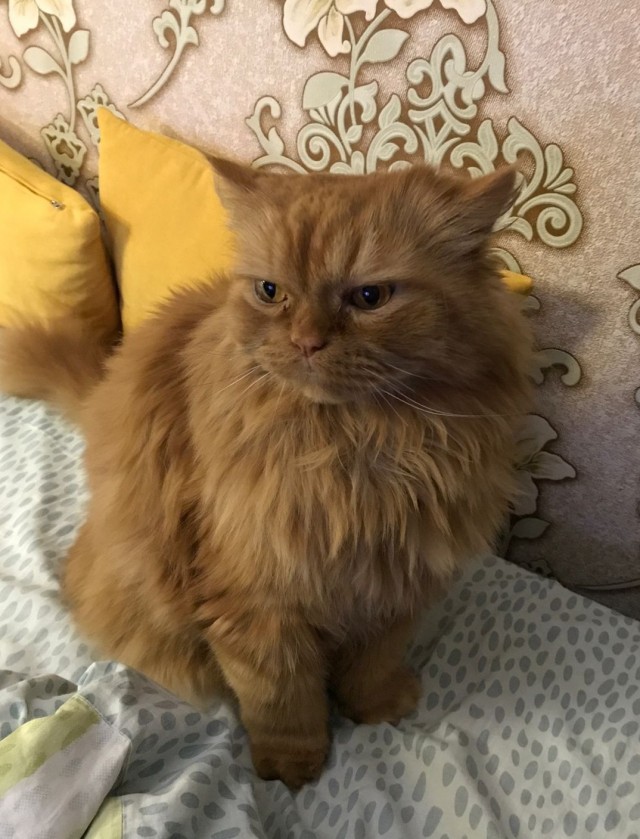 Вы, что спите? Вставайте, котовторник же!