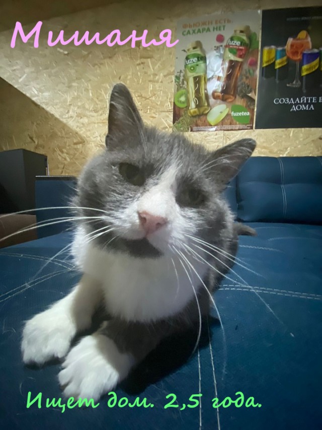 Жизнь домашнего приюта "Котоленд" 322