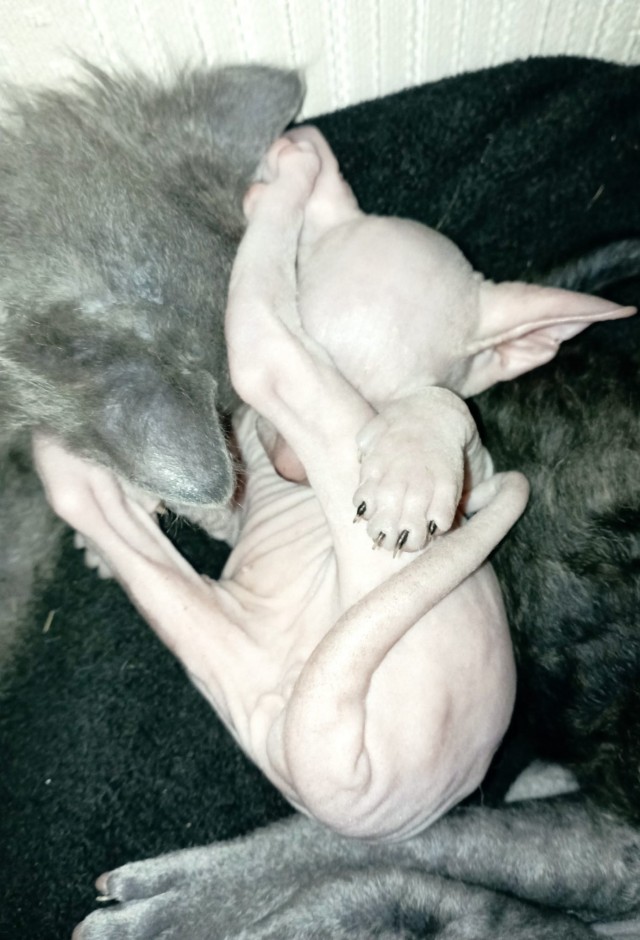 Котоферма