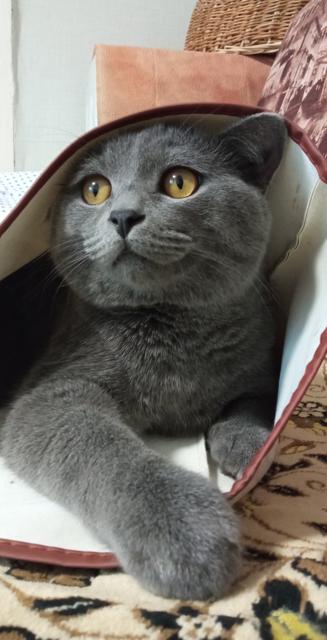 Кот д’Ивуар