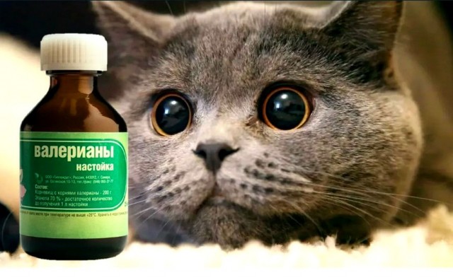 Короткие истории про нас и не про нас (с картинками)