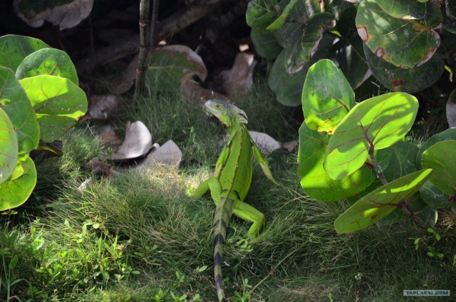 Путешествие по Северной Америке