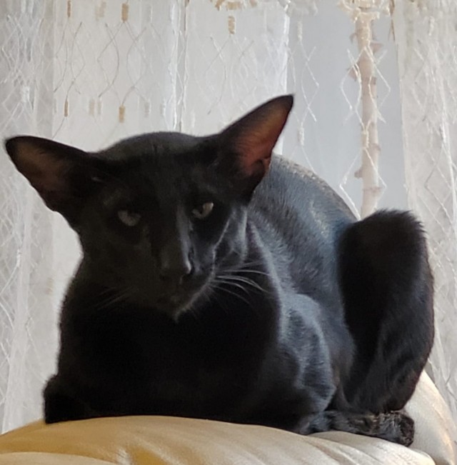 Ориентальная кошка