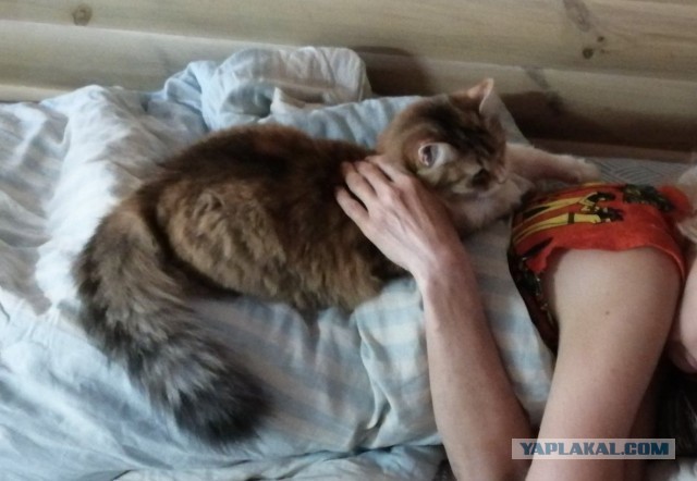 А как вы спите с котиком?