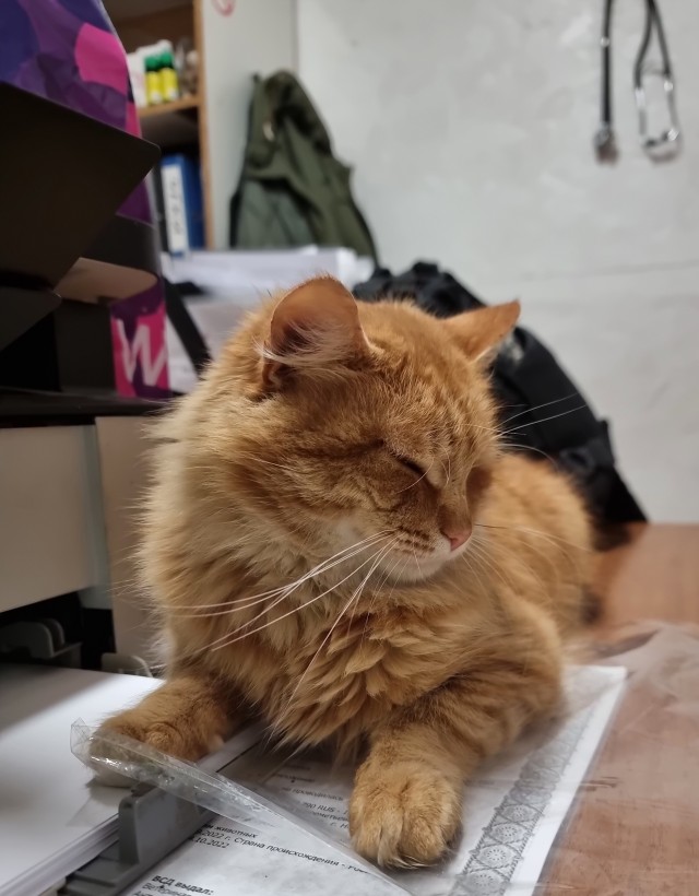 Котовторник 1.11.22