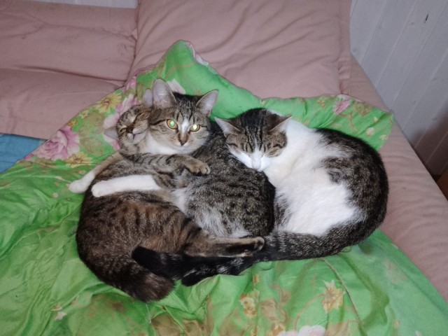 Даёшь котов в этот вторник!