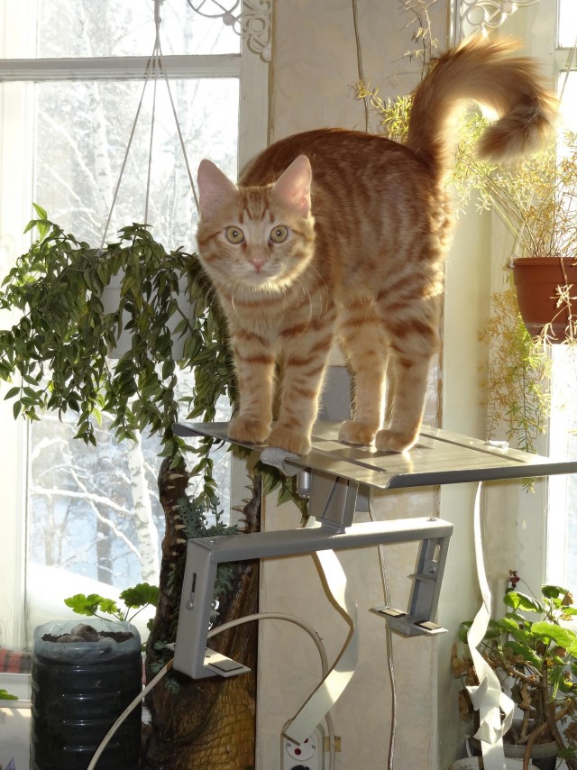 Котодракула