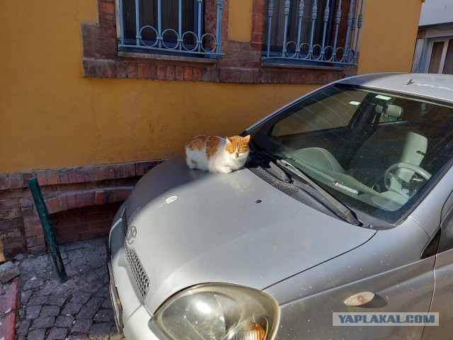 Котики Стамбула