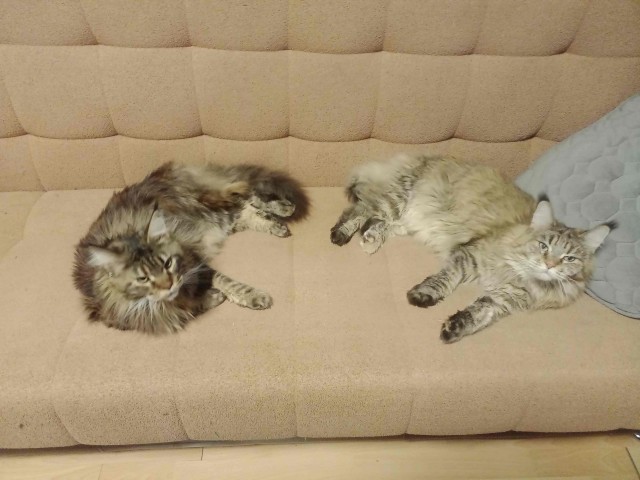 Котовторнику посвящается