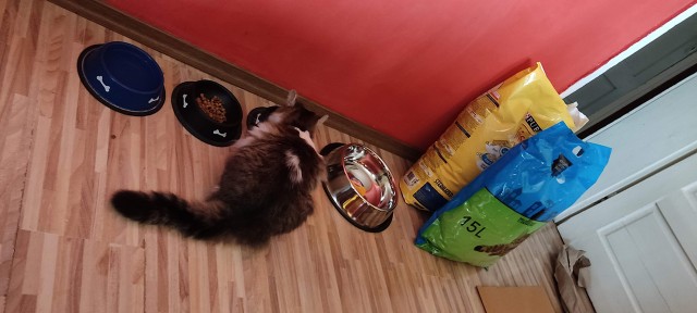 Котовторник