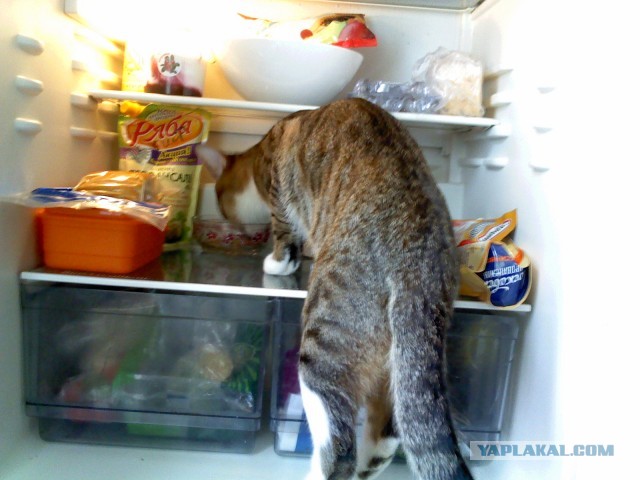 Котовторник 09.04.2013