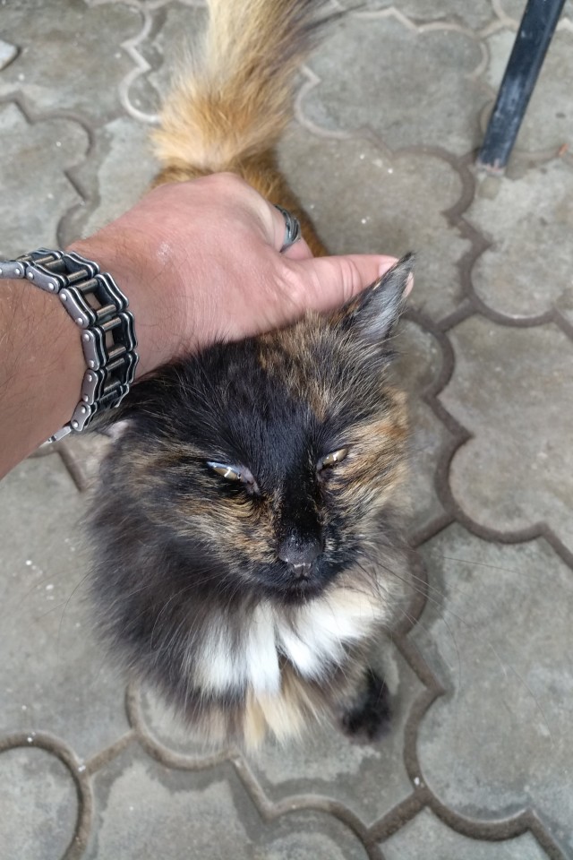 Знакомьтесь, это моя кошечка, зовут Япа