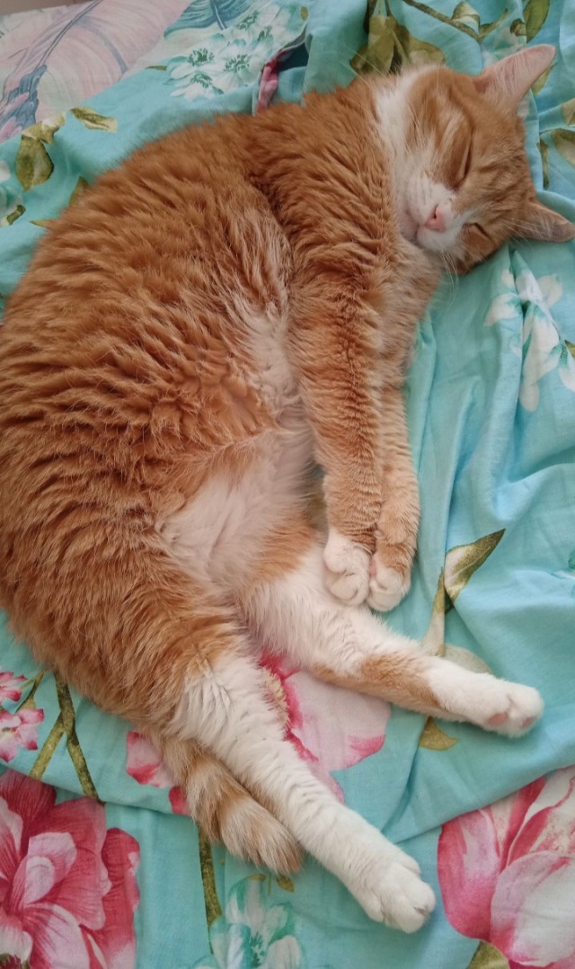 Котовторник Рыжих