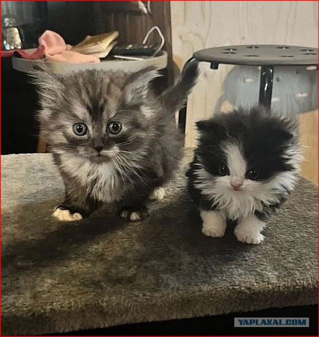 Самые лучшие помощники