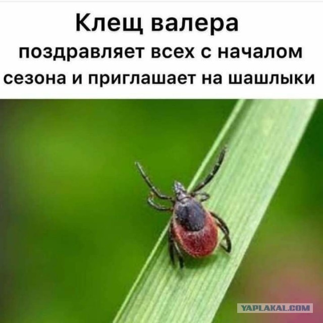 Скоро лето, зазеленеет трава и распустятся яркие цветочки