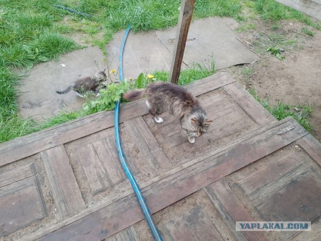 Жизнь домашнего приюта для котеек 495
