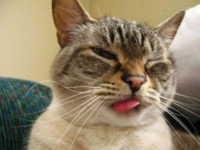 Прикольные морды котов псов к настроению...