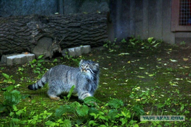 Котовторник 04.06.2013