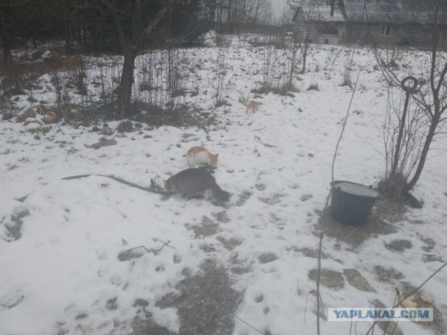 Жизнь домашнего приюта для котеек 532