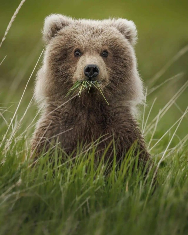 Самые забавные фото животных: опубликованы снимки конкурса The Nature Photography Contest 2024 в номинации «Юмор в природе»