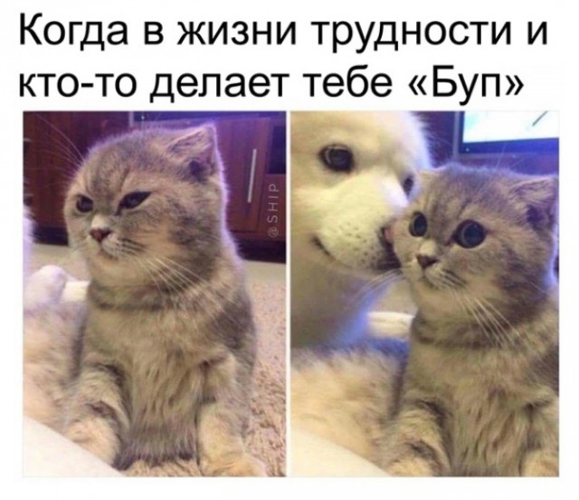 Завалялось тут случайно немного забавных картинок