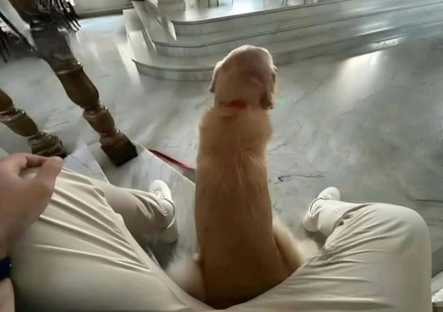 Лучшее фото для собакочетверга, коллеги!