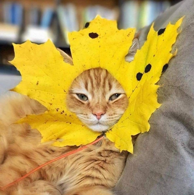 Красавец