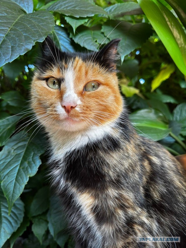 Котовторник. Где коты? Мой вот!