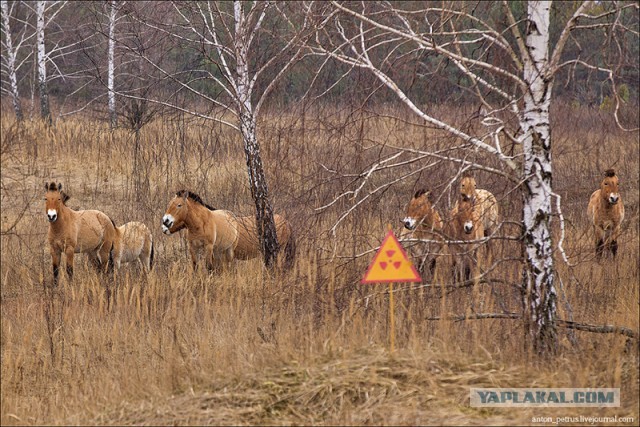 Знакомьтесь, это монгольская джигитиха