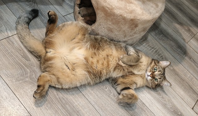 80 г => 3,1 кг (котовторник)