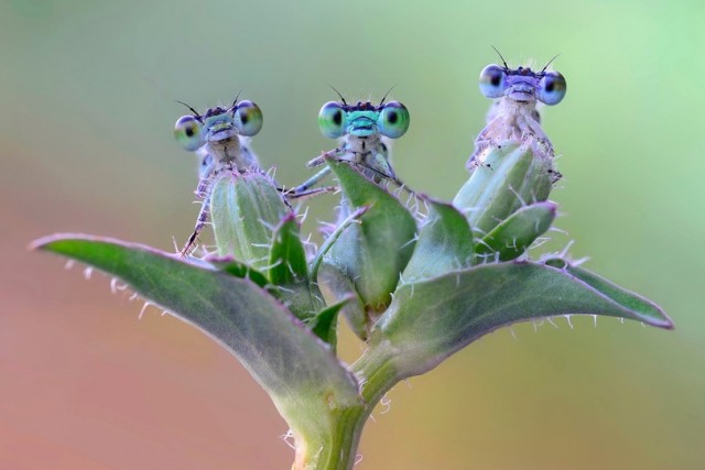 Картиночки на 18.02.2026