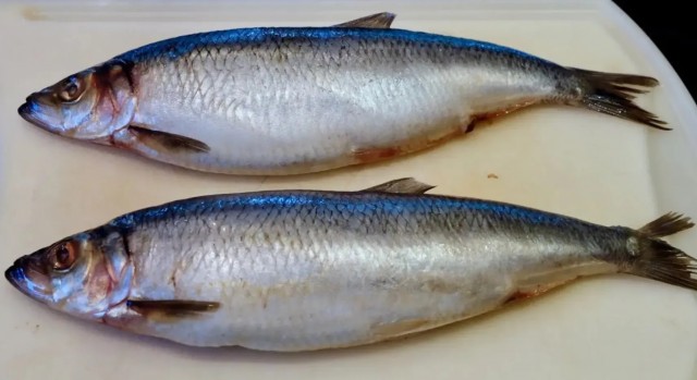 Почему сельдь не жарят и не кладут в уху, раз она такая вкусная: что не так с этой рыбой