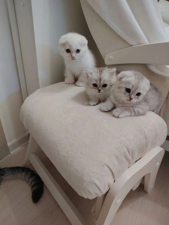 Котолизаторы, СПБ, Мурино