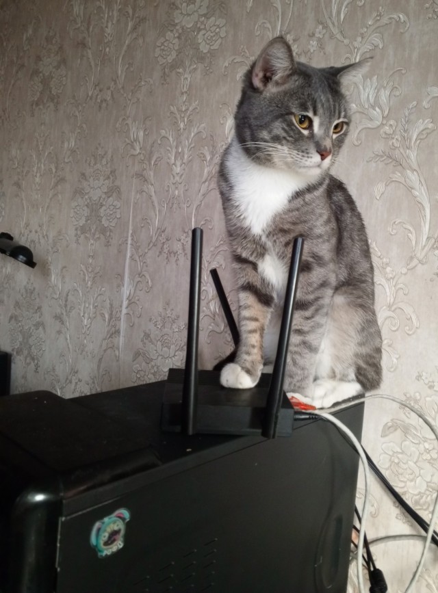 Ну’с с котовторником Вас товарищи