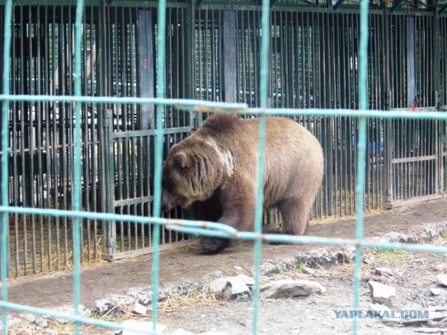В Карпатах