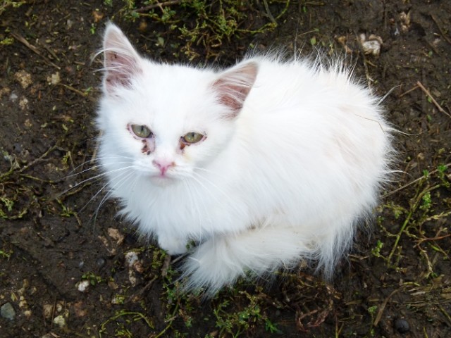 Котовторник на 24.09.2013г