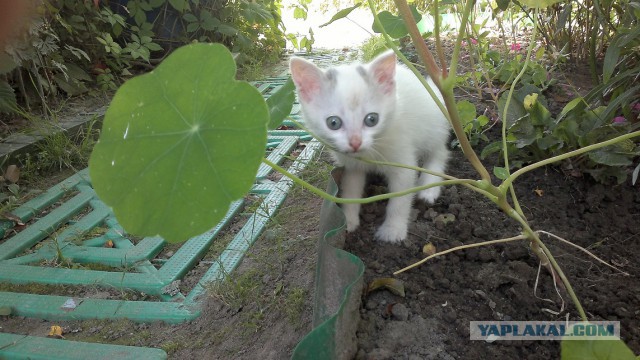 Котовторник 18.02.2014